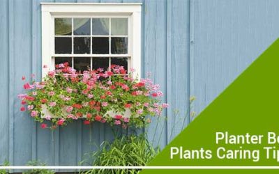 How To Care For Plants In A Planter Box