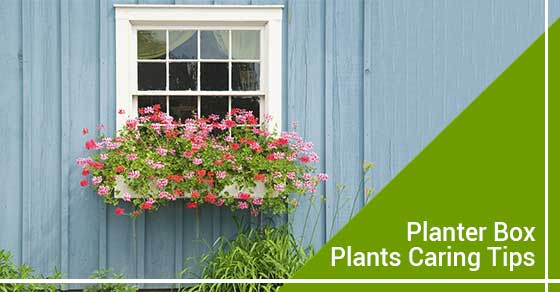 How to care for plants In A planter box